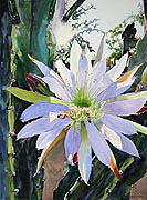 Kat O'Connor cactus blossom Tucson Arizona White Stallion Ranch watercolor painting