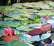 Kat O'Connor lily pad flower pond oil painting